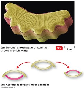 Diatoms and their asexual reproduction