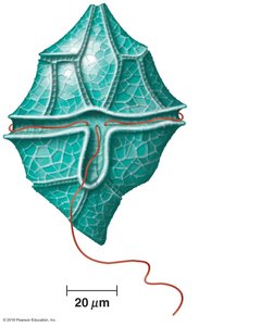 Dinoflagellate structure