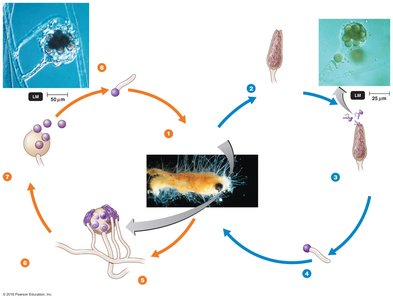 Oomycote life cycle