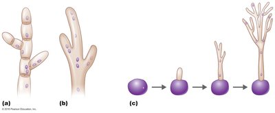 Diagram of septate and coenocytic hyphae