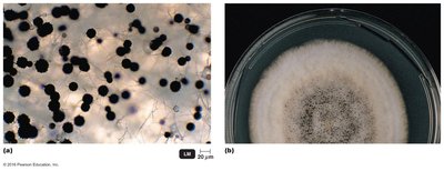 Aerial and vegetative hyphae of Aspergillus niger