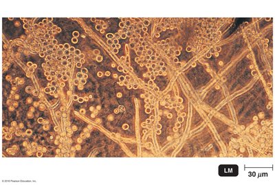 Fungal dimorphism: yeastlike and moldlike growth