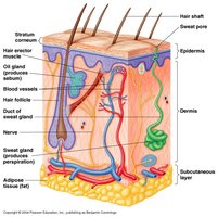 Cross-section of human skin showing epidermis, dermis, glands, and hair follicles