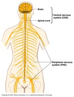 Diagram of the central and peripheral nervous systems