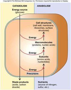 Overview of catabolism and anabolism in a cell
