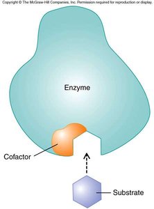 Cofactor binding to enzyme