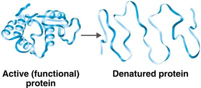 Protein denaturation