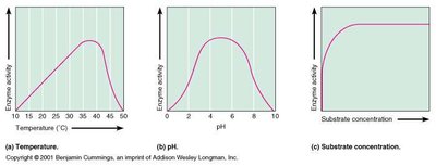Graphs of enzyme activity vs. temperature, pH, and substrate concentration