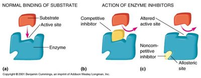 Competitive and noncompetitive enzyme inhibition