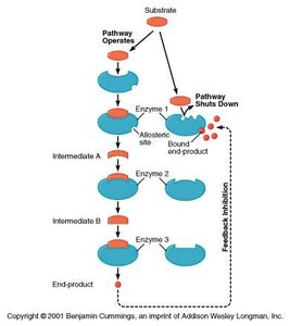 Feedback inhibition in metabolic pathways