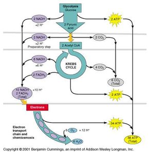 Aerobic metabolism pathway