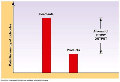 Catabolic reactions release energy