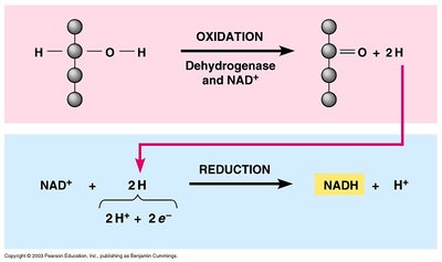 Redox pairing and electron carriers