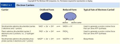 Electron carriers and reducing power