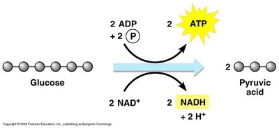 Glycolysis: glucose to pyruvate
