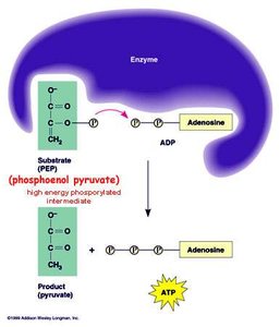 Substrate-level phosphorylation
