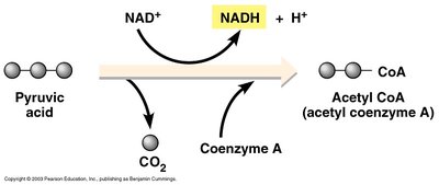 Transition step: pyruvate to acetyl-CoA