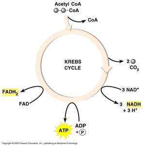 Krebs cycle overview