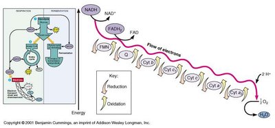 Electron transport chain and chemiosmosis