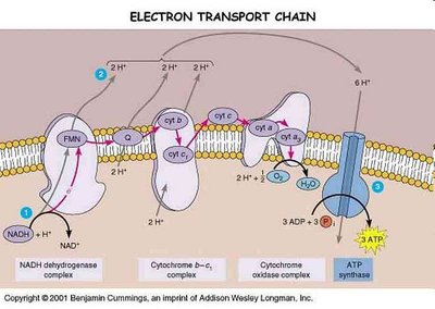 ATP yield from aerobic respiration