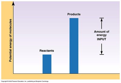 Anabolic reactions require energy input