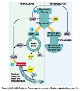 Aerobic vs anaerobic respiration and fermentation
