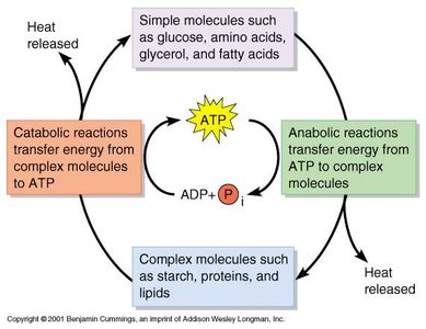 ATP couples catabolic and anabolic reactions