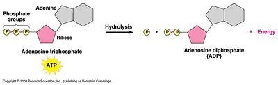 ATP hydrolysis releases energy