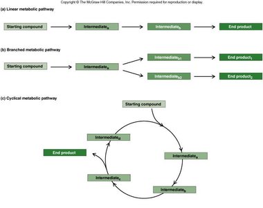 Types of metabolic pathways: linear, branched, cyclical