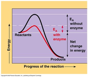 Enzymes lower activation energy