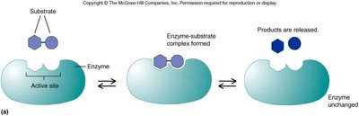 Enzyme structure and substrate binding