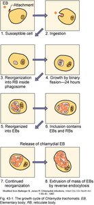 Chlamydia life cycle diagram