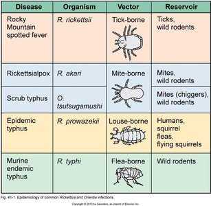 Table: Epidemiology of common Rickettsia and Orientia infections