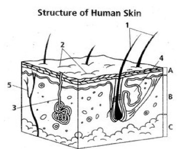 Diagram of human skin structure