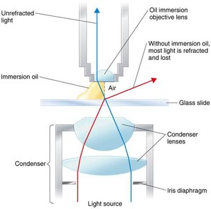 Oil immersion technique in microscopy