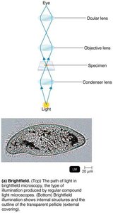 Brightfield microscopy: light path and specimen image