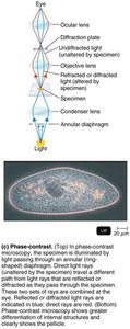 Phase-contrast microscopy: light path and specimen image