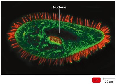 Confocal microscopy image