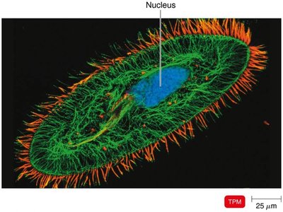 Two-photon microscopy image