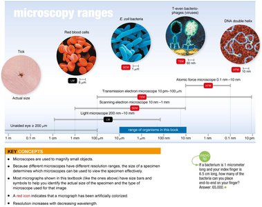 Microscopy ranges and size comparison of microorganisms