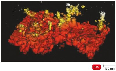 Scanning acoustic microscopy image of a bacterial biofilm