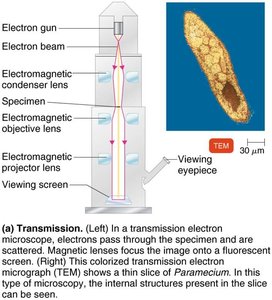 Transmission electron microscopy diagram and image