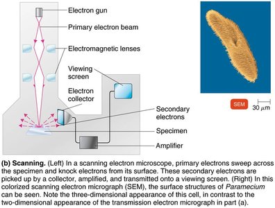 Scanning electron microscopy diagram and image