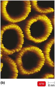 Atomic force microscopy image