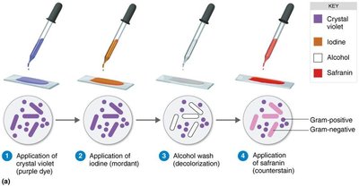 Steps of Gram staining