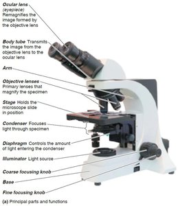 Parts of a compound light microscope