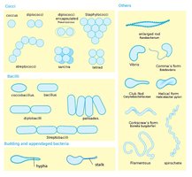 Bacterial shapes and arrangements