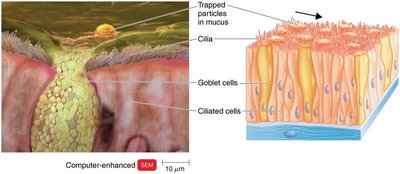 Diagram of ciliated cells and goblet cells in the respiratory tract