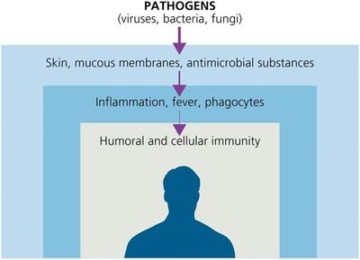 Diagram of the three lines of immune defense: skin/mucous membranes, inflammation/fever/phagocytes, and humoral/cellular immunity