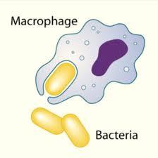 Microscopic images of agranulocytes: monocytes, dendritic cells, lymphocytes